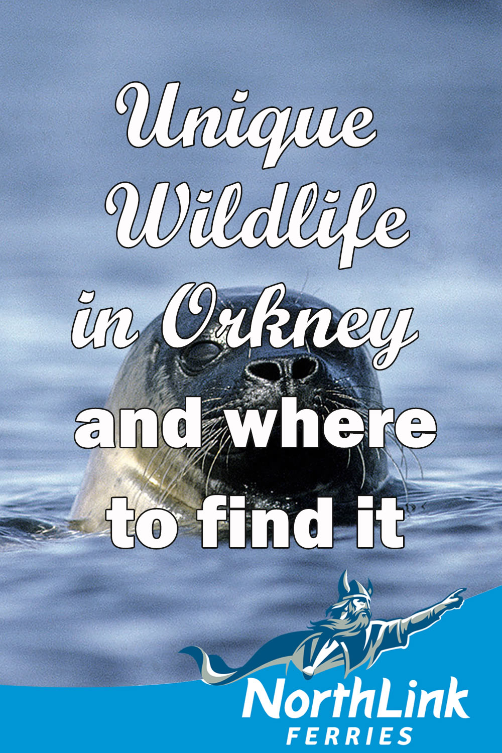Unique Wildlife in Orkney and where to find it
