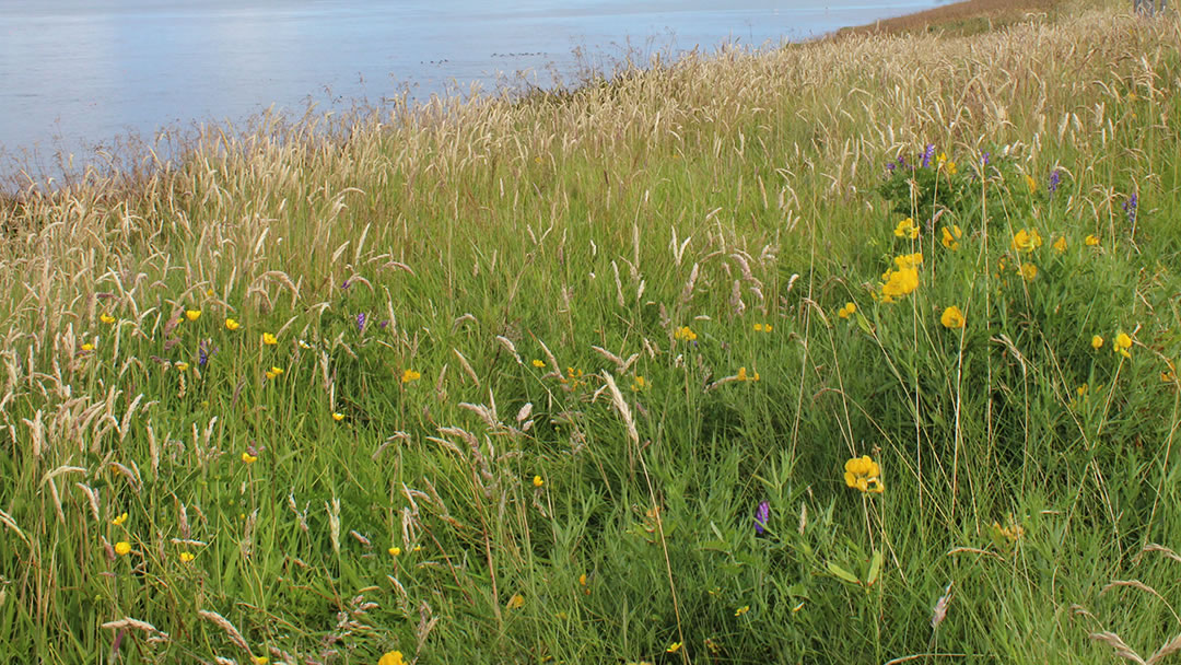 Wildflowers on Graemsay in Orkney