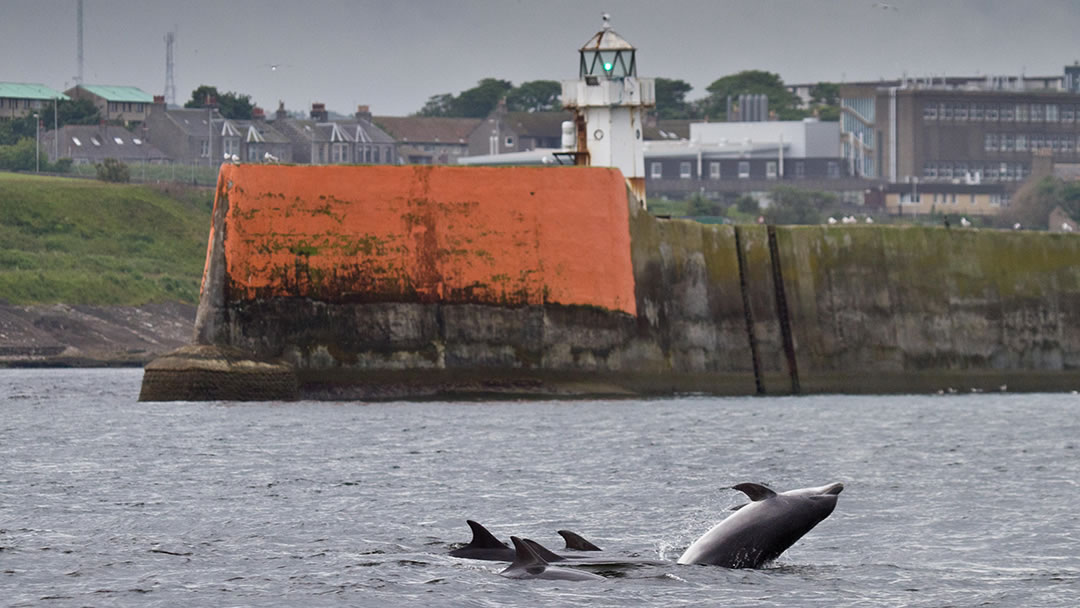 Bottlenose dolphins outside Aberdeen harbour