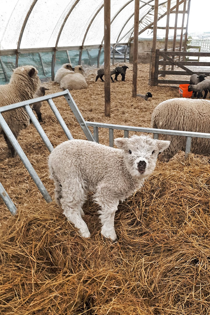 Lamb at Doonies Rare Breeds Farm