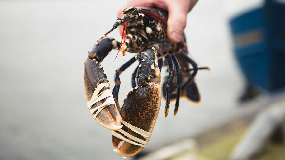 Lobster from the rich waters around the Shetland islands