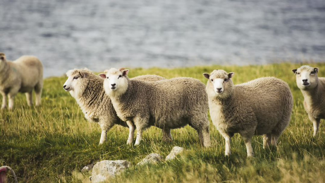 Sheep from the Shetland islands