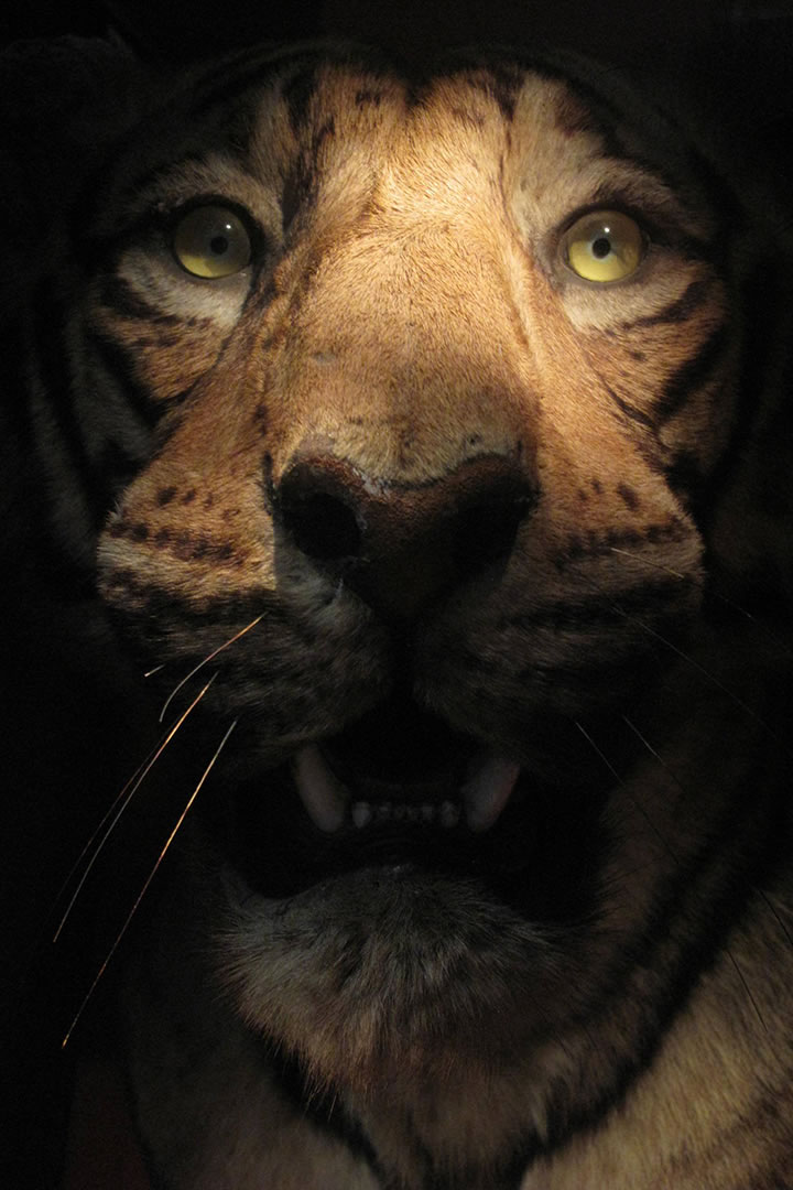 Tigers head at the Gordon Highlanders Museum