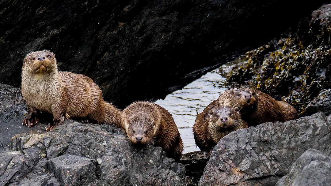 Otters in Shetland