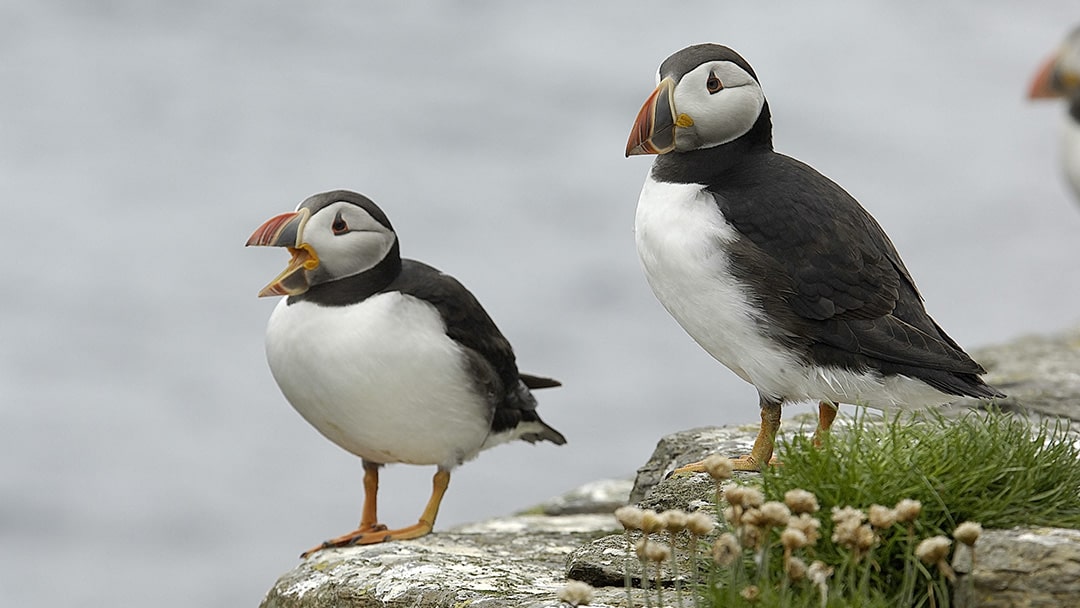 Puffins on the coast of Shetland