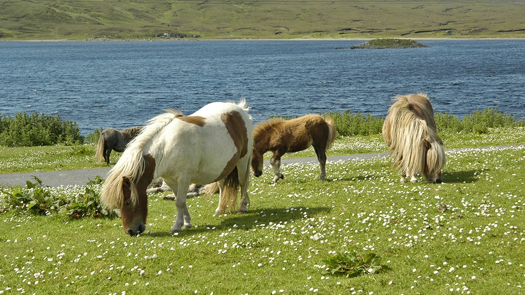 Shetland Ponies