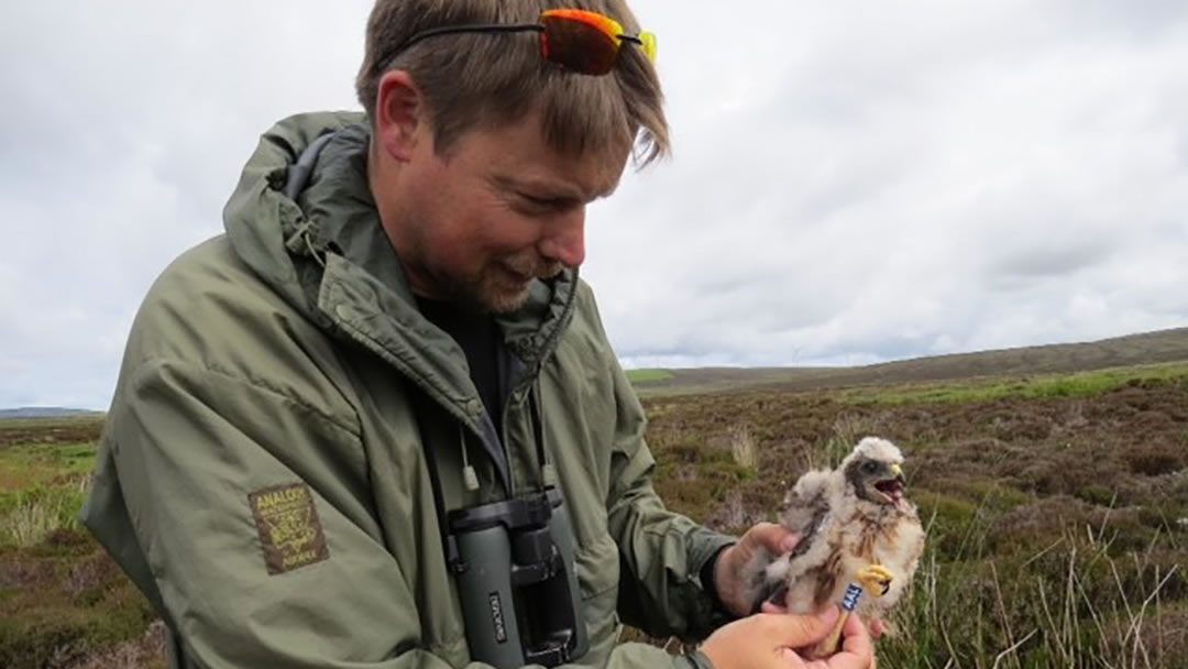 Alan ringing a hen harrier chick