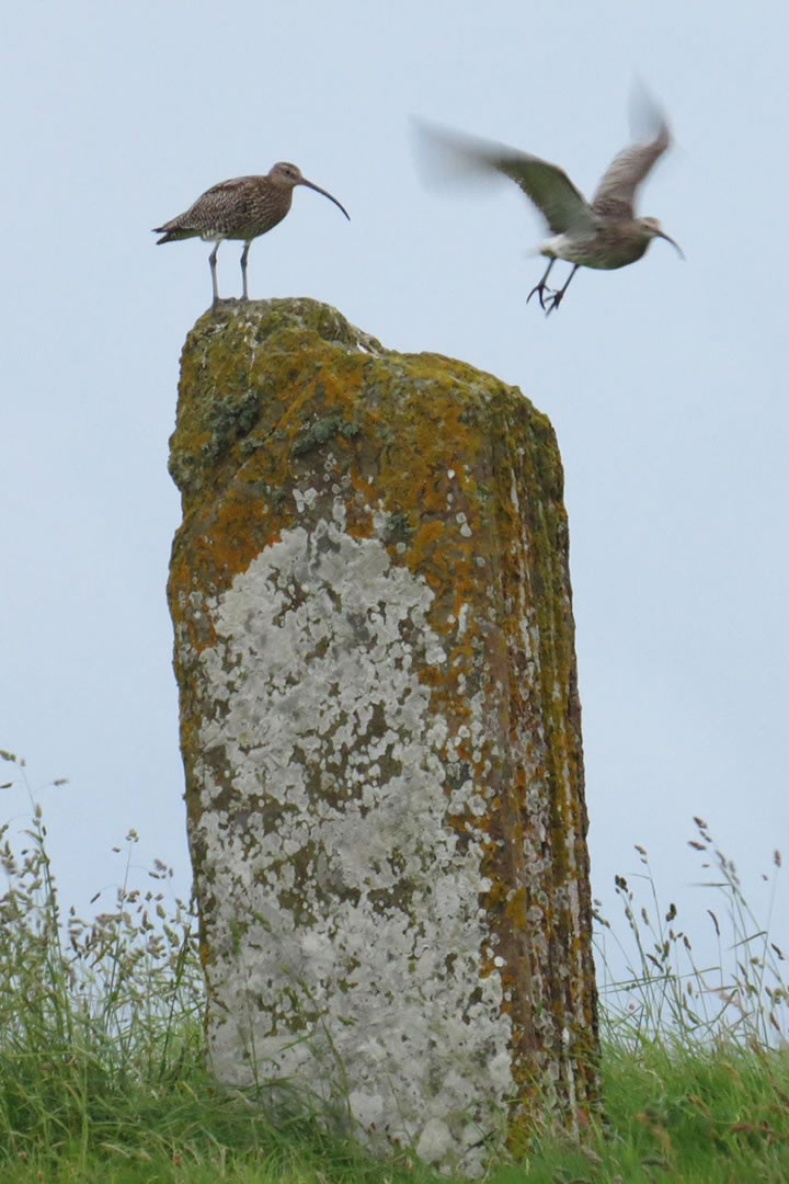 Displaying curlews at Brodgar