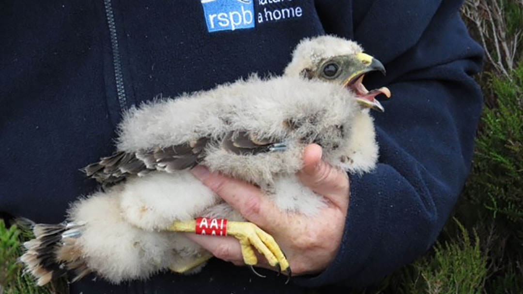 Ringing a hen harrier chick