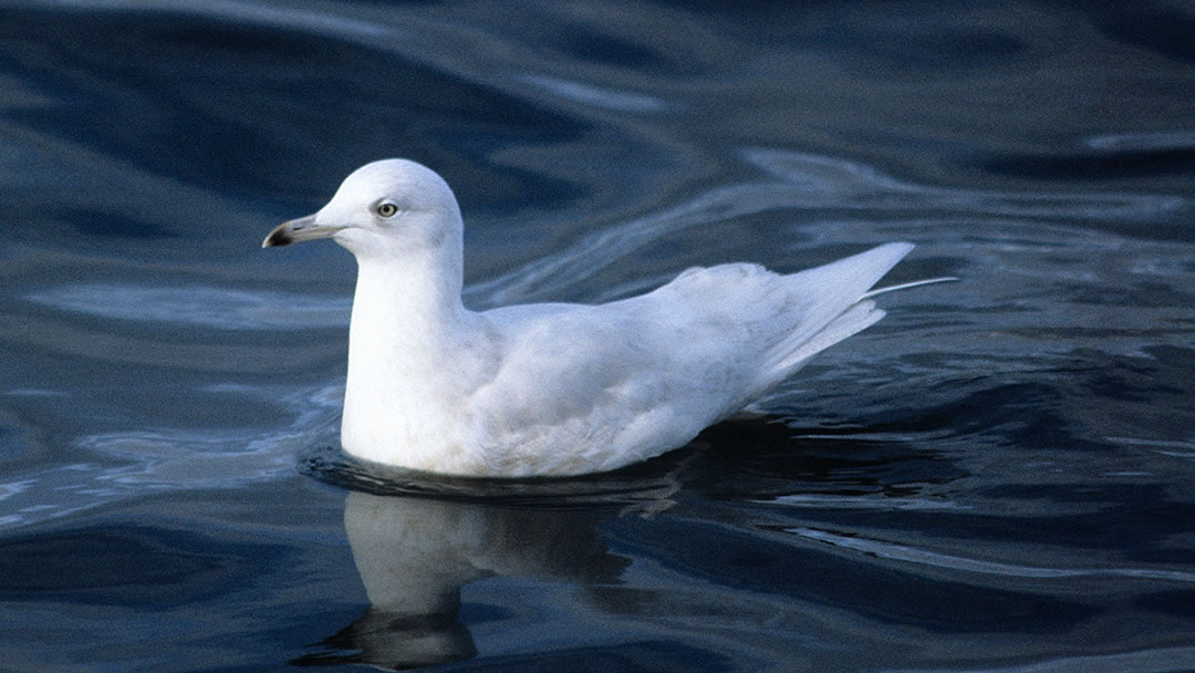 Iceland gull