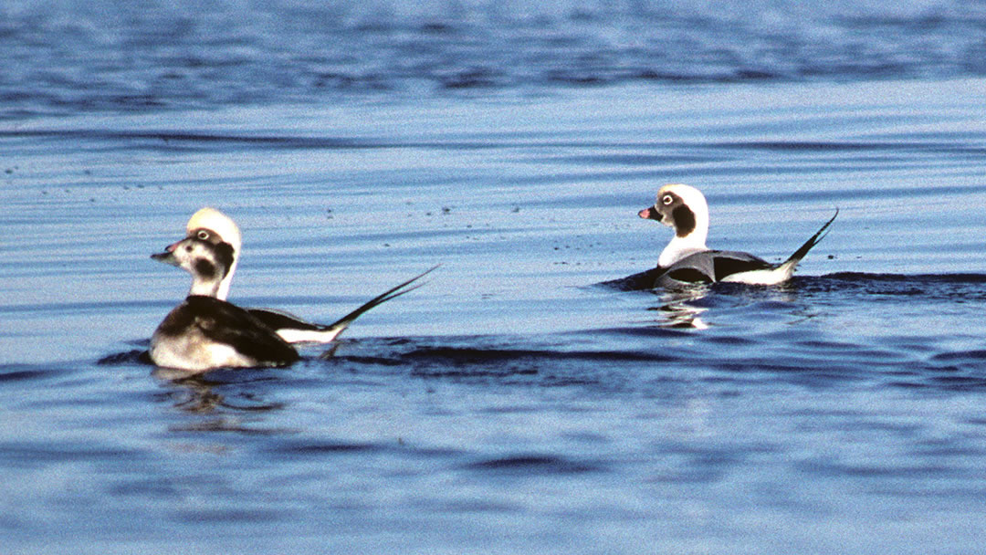 Long-tailed ducks