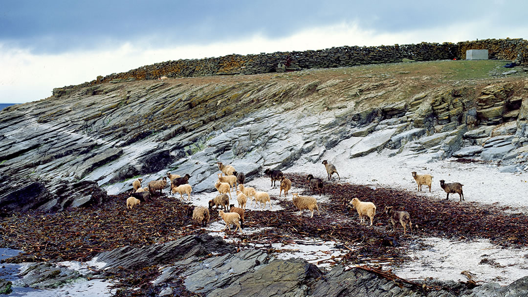 North Ronaldsay seaweed-eating sheep