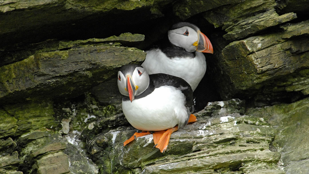 Puffins