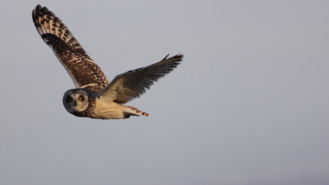 Short eared owl in flight