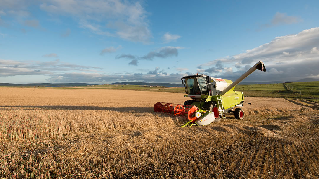 Combine Harvester in a field in Lyking, Orkney