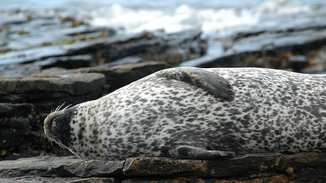 Common seal basking on an Orkney beach