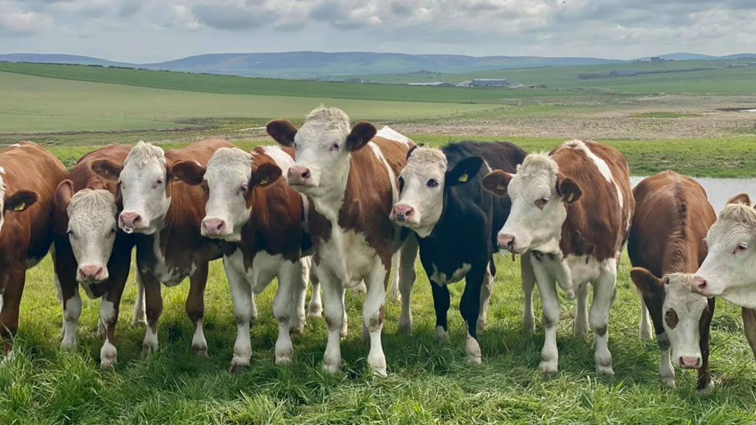 Cows in Orkney
