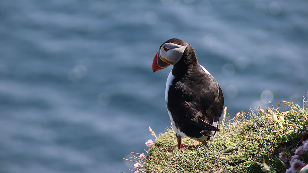 Puffins can be easily spotted in Shetland