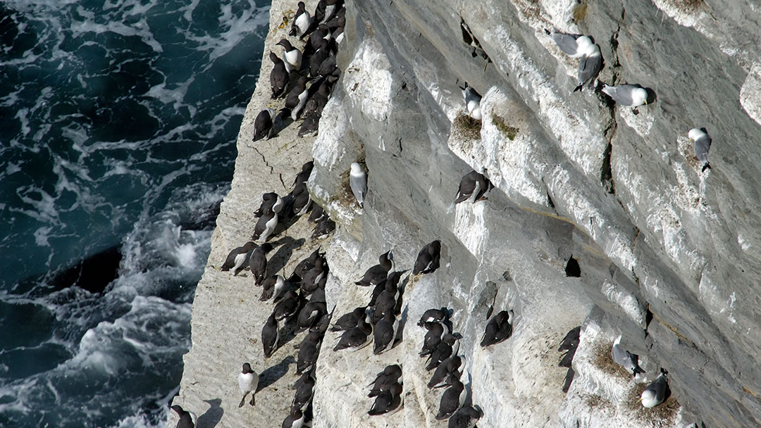 Seabirds at Marwick Head, Orkney