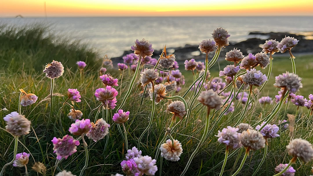 Seapinks in Papa Westray