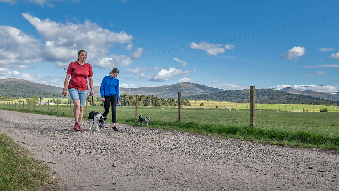 Walking dogs on short leads to protect wildlife