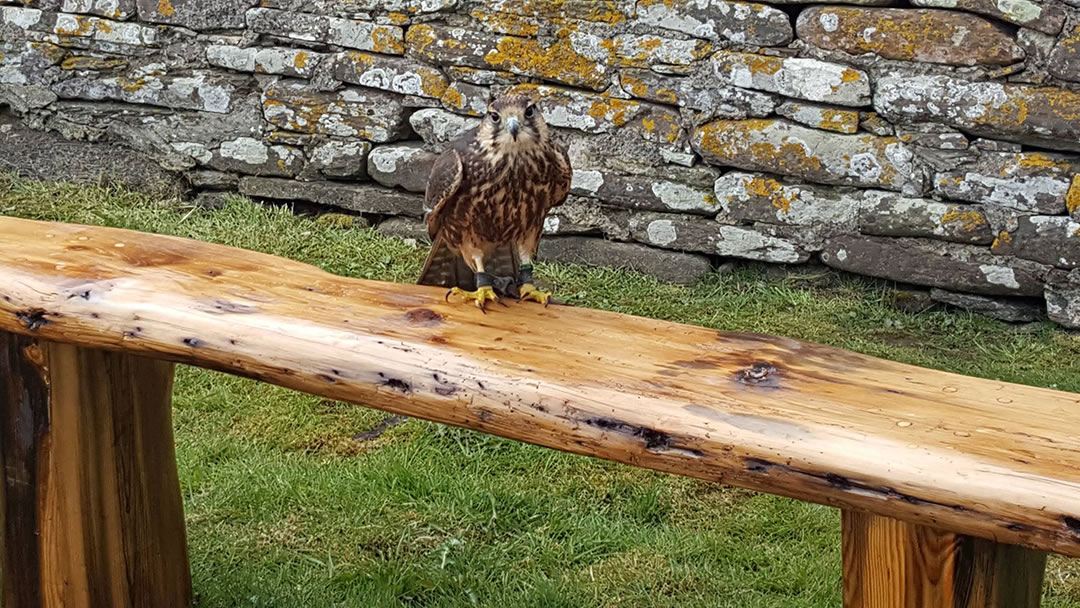 Ragnor the lanner falcon, Orkney