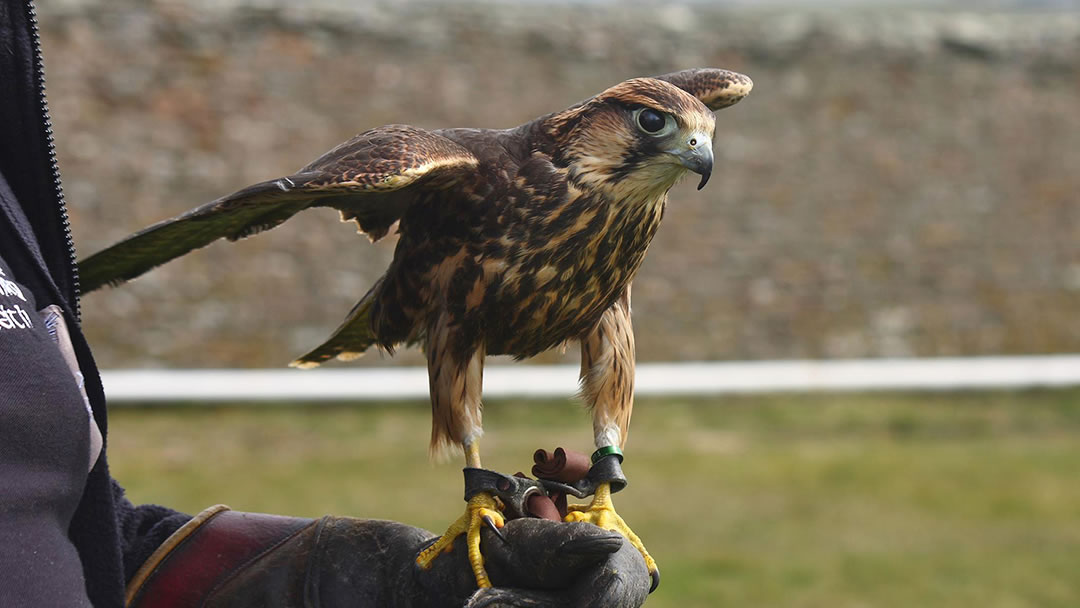 A lanner falcon at the Skaill House Falconry, Orkney