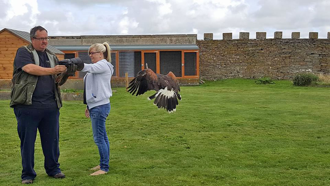 Flying display at Skaill House Falconry, Orkney