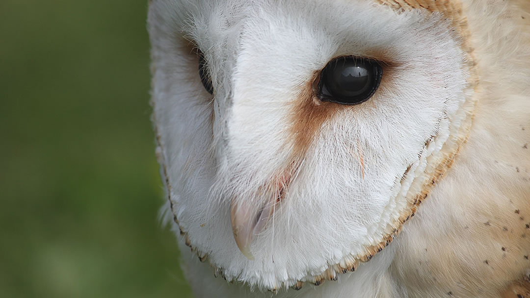 Peedie the Barn Owl at Skaill House Falconry, Orkney