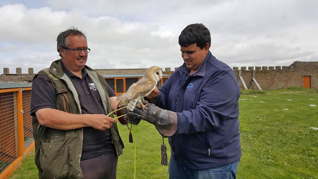 Handling a owl at Skaill House Falconry, Orkney
