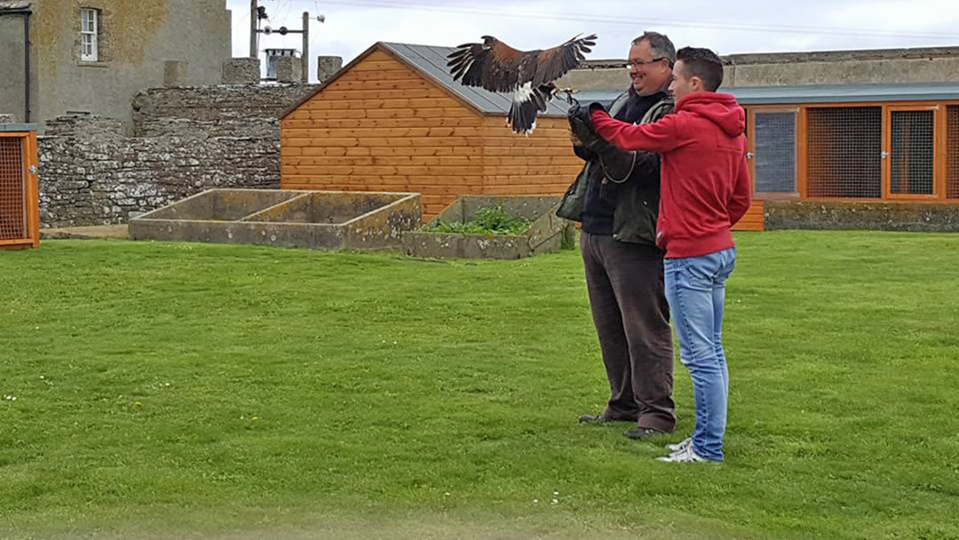 A visitor to the Skaill House Falconry in Orkney