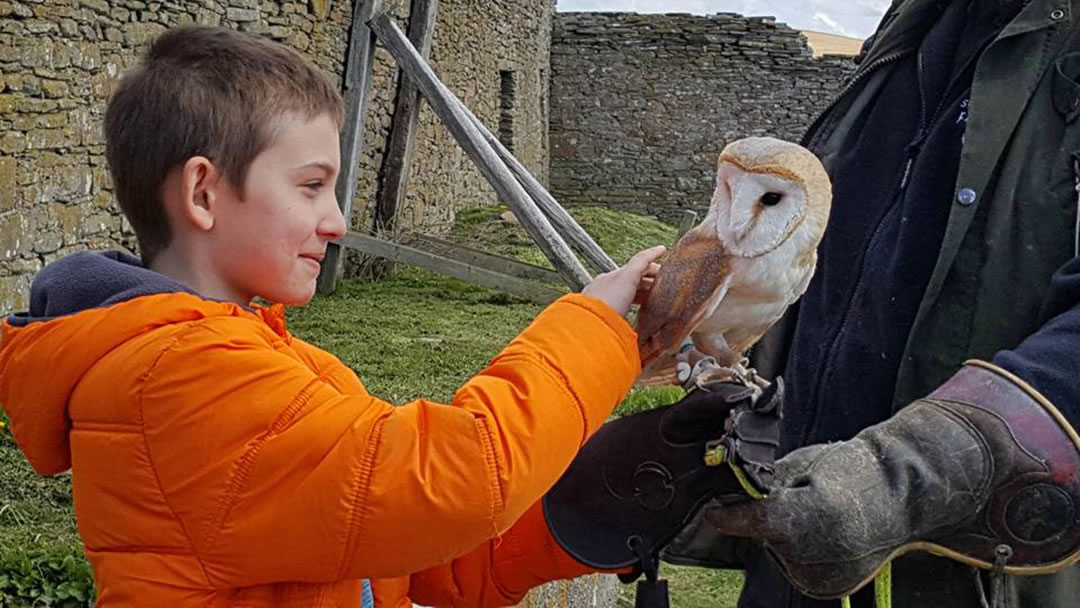 Stroking Peedie the Owl at Skaill House Falconry, Orkney