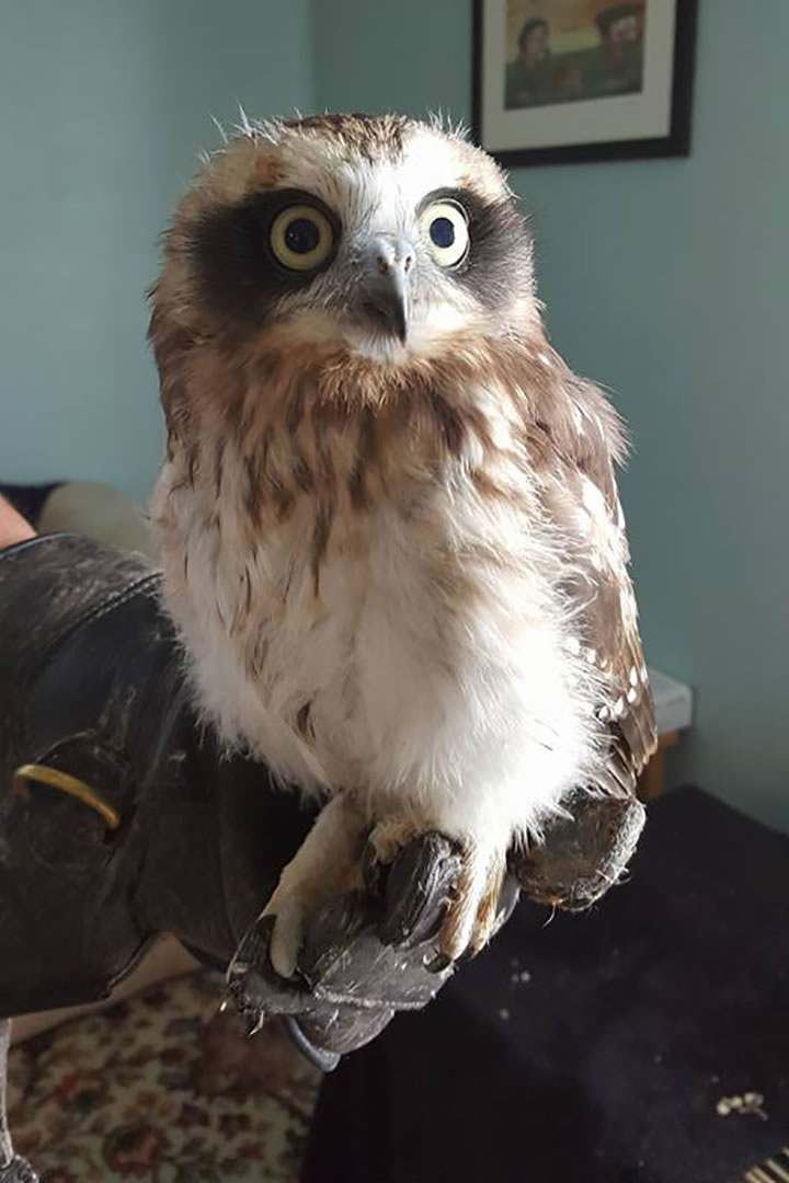 Skara the Boobook Owl