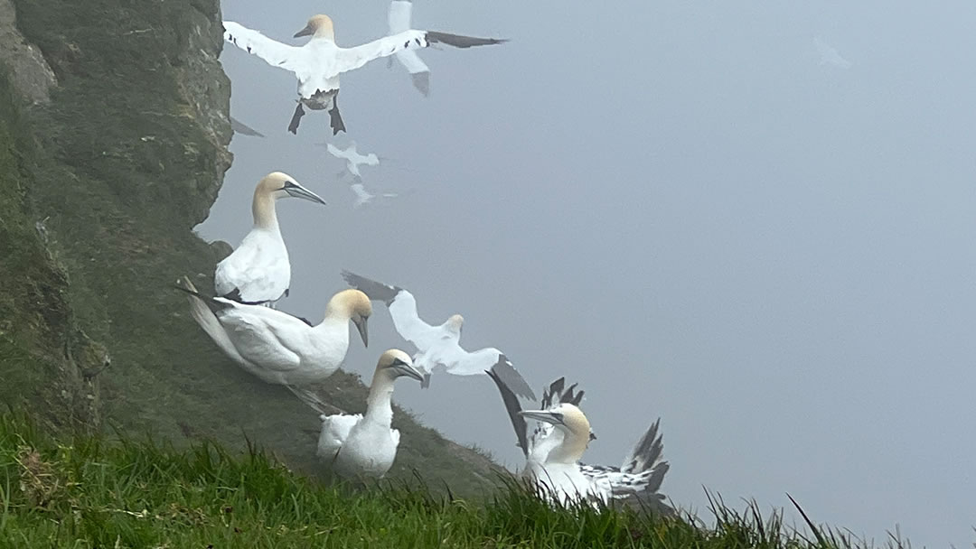 Birdlife near Lamba Ness