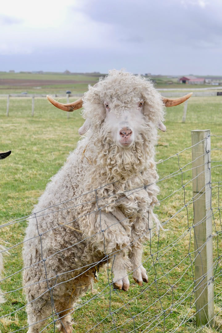 Sheep at Skate Rumple Alpaca Farm