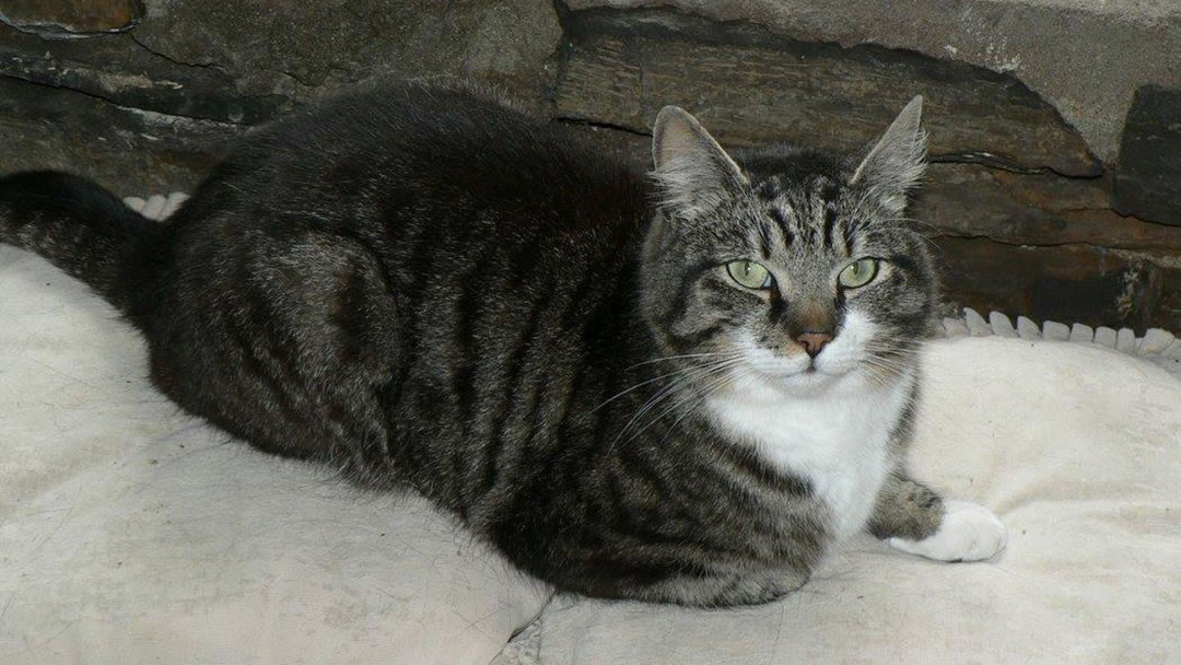 Cedric the Barony Mill cat