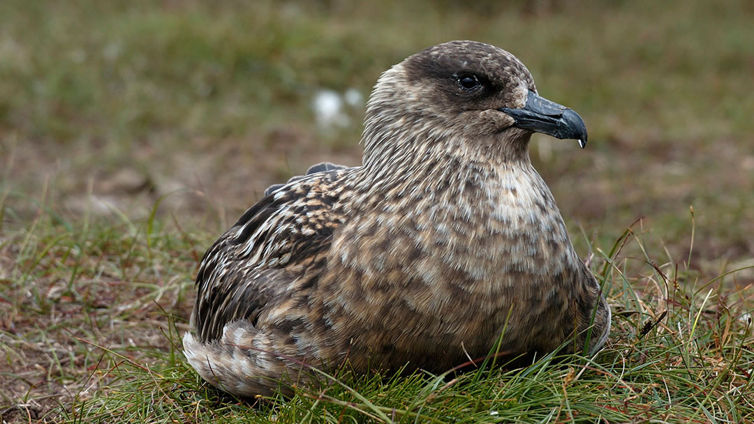 A Bonxie on its moorland nest