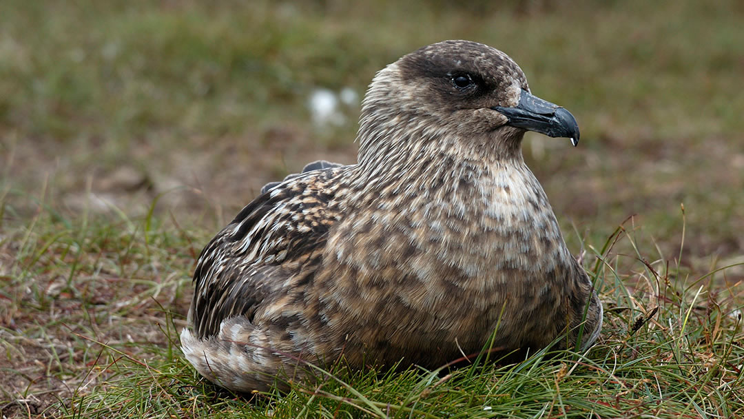 A Bonxie on its moorland nest