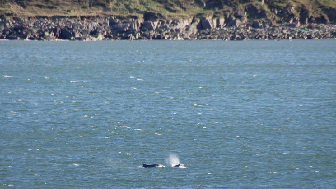 Bottlenose Dolphins in Greyhope Bay photo