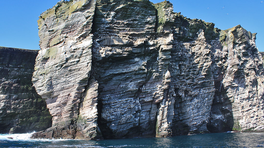 Gannets on Noss cliffs