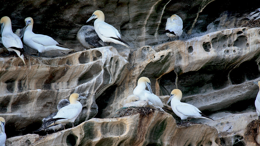 Gannets perched on Noss cliffs