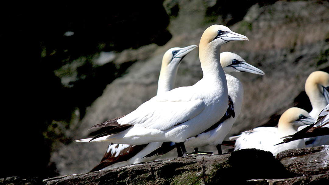 Gannets of Noss