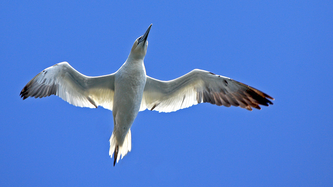 A Gannet in mid-flight