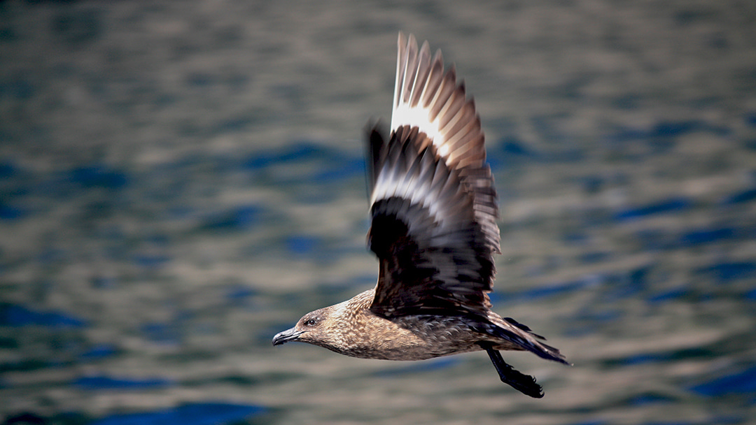 An Arctic Skua in flight