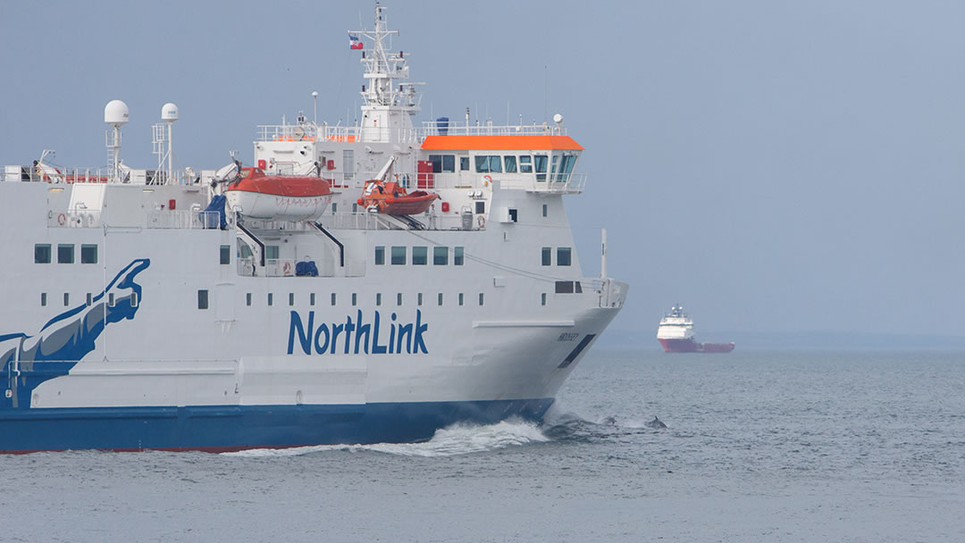 NorthLink Ferries and dolphins in Aberdeen Harbour
