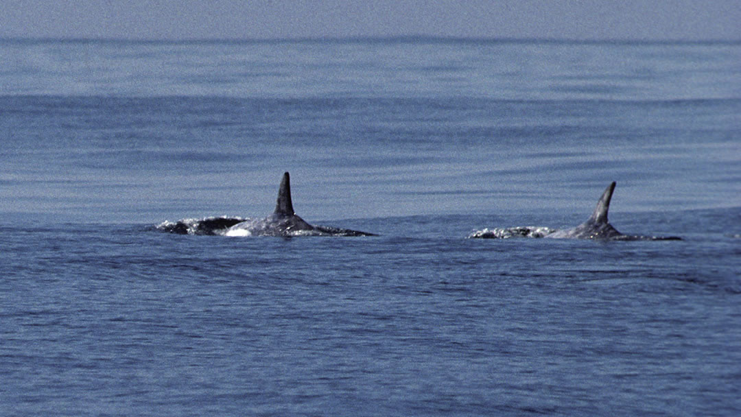 Orca can be seen from Foula