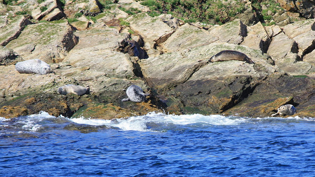 Seals lazing on Noss' shoreline