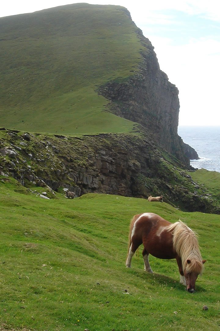 Shetland Pony at Da Noup, Foula