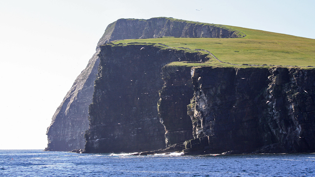 The cliffs of Noss in Shetland