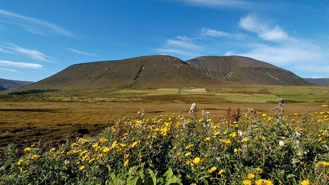 Ward HIll in Hoy